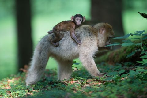 Berberaffenbaby auf dem Rücken der Mutter